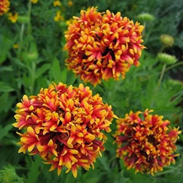 Gaillardia Flower seeds