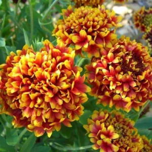 Gaillardia Flower seeds