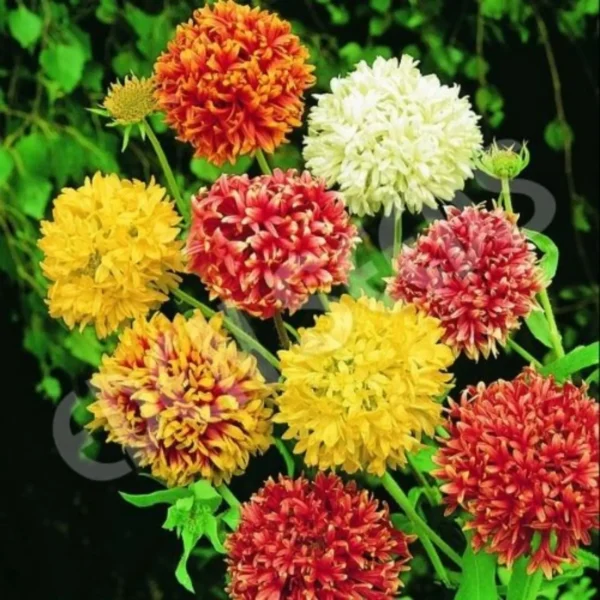Gaillardia Flower seeds