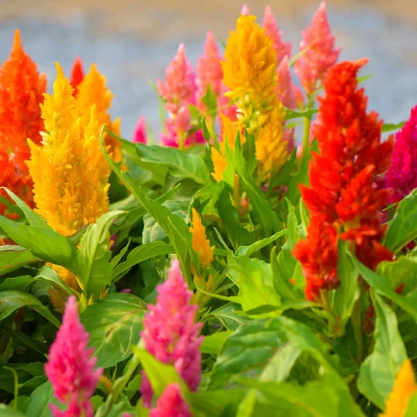 Leaffyco Celosia Seeds mix color