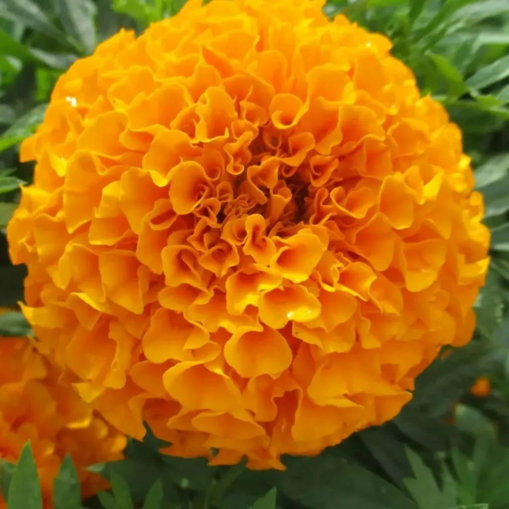 Double marigold seeds