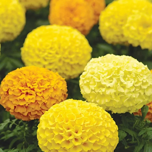 Double Marigold Seeds