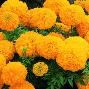 Double Marigold Seeds