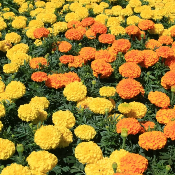 Double Marigold Seeds