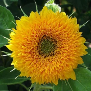 Double Sunflower Seeds