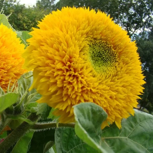 Double Sunflower Seeds
