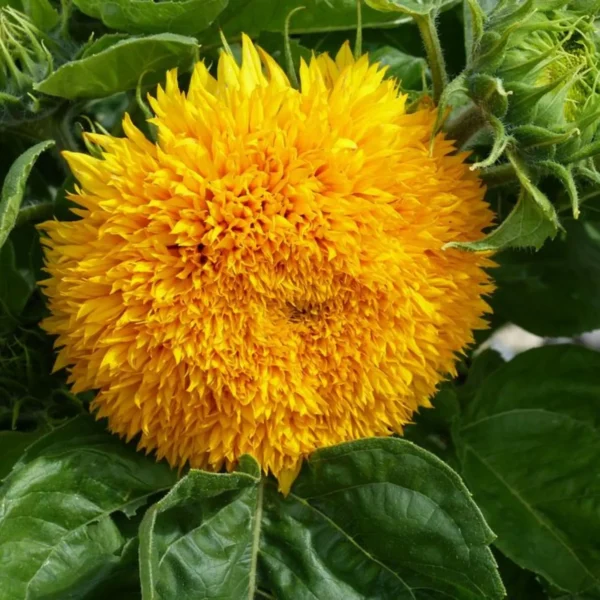Double Sunflower Seeds