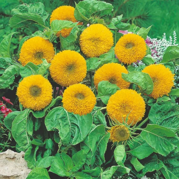 Double Sunflower Seeds