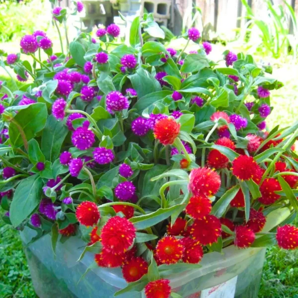 Leaffyco Gomphrena Flower Seeds