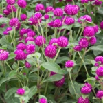 Leaffyco Gomphrena Flower Seeds