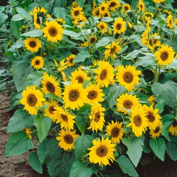 Mini Sunflower Seeds