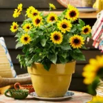 Mini Sunflower Seeds