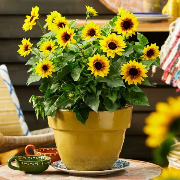 Mini Sunflower Seeds