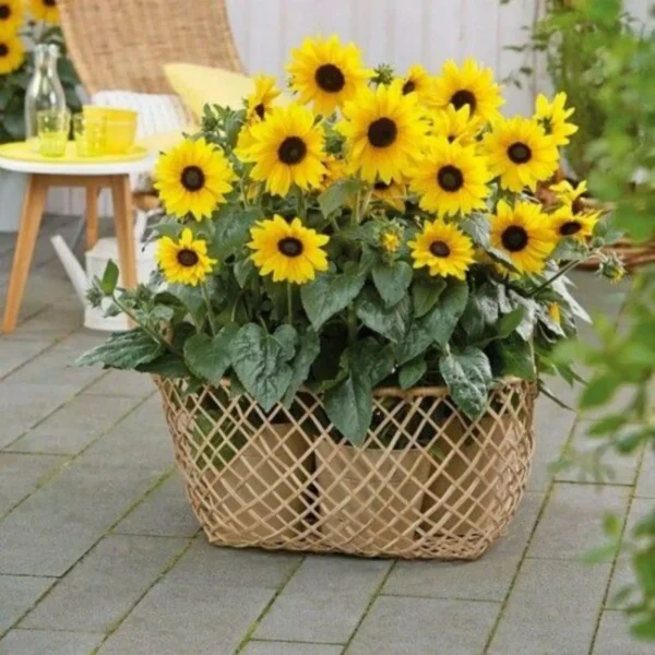 Mini Sunflower Seeds