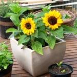 Mini Sunflower Seeds