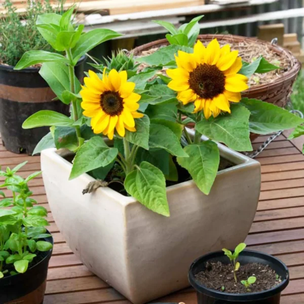 Mini Sunflower Seeds