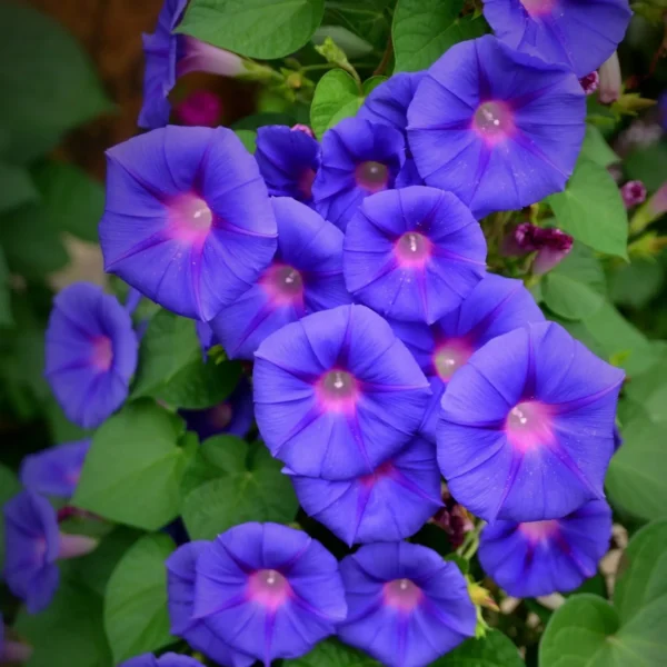 Morning Glory Flower Seeds