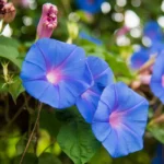 Morning Glory Flower Seeds