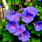 Morning Glory Flower Seeds