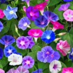 Morning Glory Flower Seeds