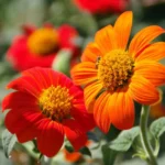 Leaffyco Tithonia Seeds Mix color