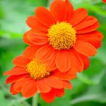 Leaffyco Tithonia Seeds Mix color