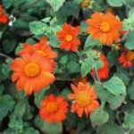 Leaffyco Tithonia Seeds Mix color