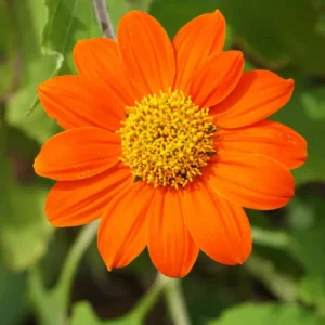 Leaffyco Tithonia Seeds Mix color