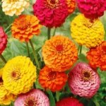 Leaffyco Zinnia Flower Seeds