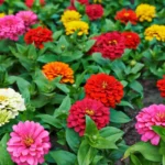 Leaffyco Zinnia Flower Seeds
