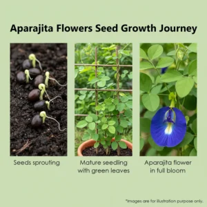 Leaffyco Aparajita Flower Growth Journey