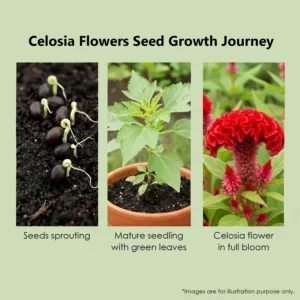 Leaffyco Celosia Flower Growth Journey