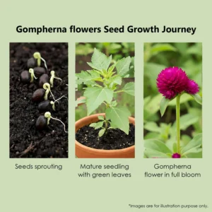 Leaffyco Gompherna Flower Growth Journey