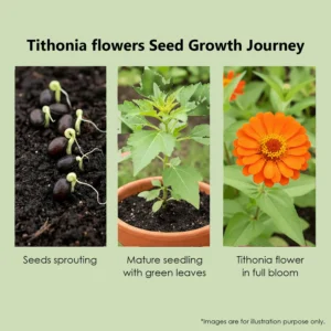 Leaffyco Tithonia Flower Growth Journey