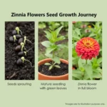Leaffyco Zinnia Flower Growth Journey