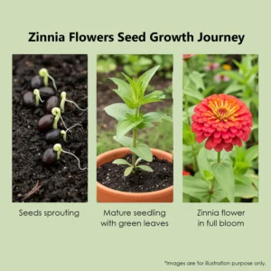 Leaffyco Zinnia Flower Growth Journey