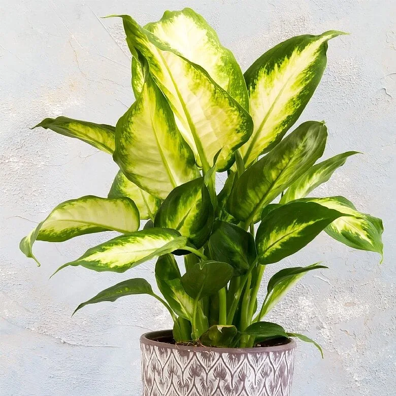 Plant_1
