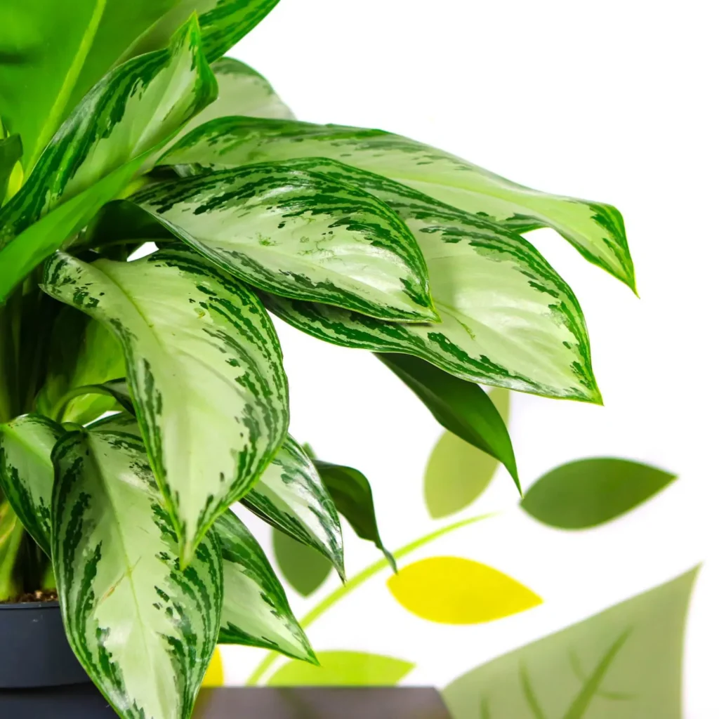 Plant_2