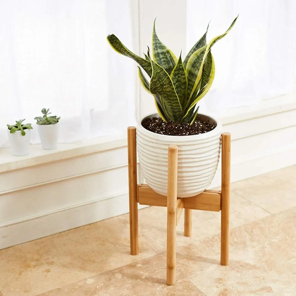 Snake Plant_F