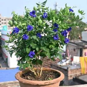 Buy aparajita flower seeds