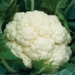 Leaffyco Cauliflower Seeds