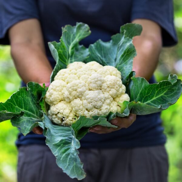 Leaffyco Cauliflower Seeds