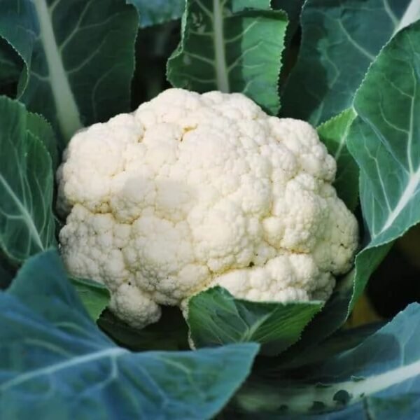 Leaffyco Cauliflower Seeds