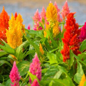 Leaffyco Celosia Mixed Seeds