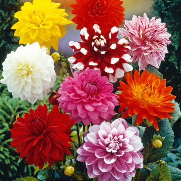 Leaffyco Dahlia Mixed Seeds