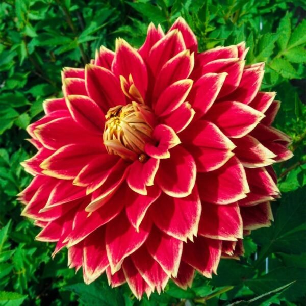 Leaffyco Dahlia Mixed Seeds