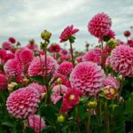 Leaffyco Dahlia Mixed Seeds