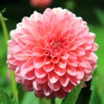 Leaffyco Dahlia Mixed Seeds