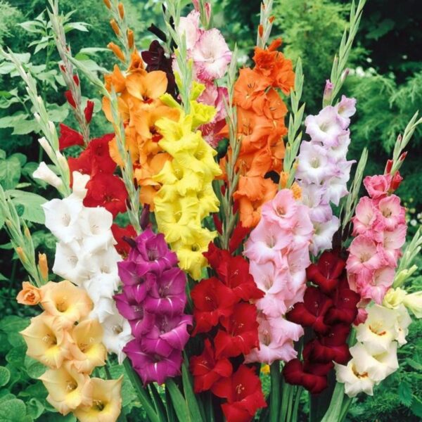 Leaffyco Gladiolus Flower Bulb