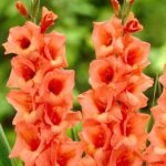 Leaffyco Gladiolus Flower Bulb